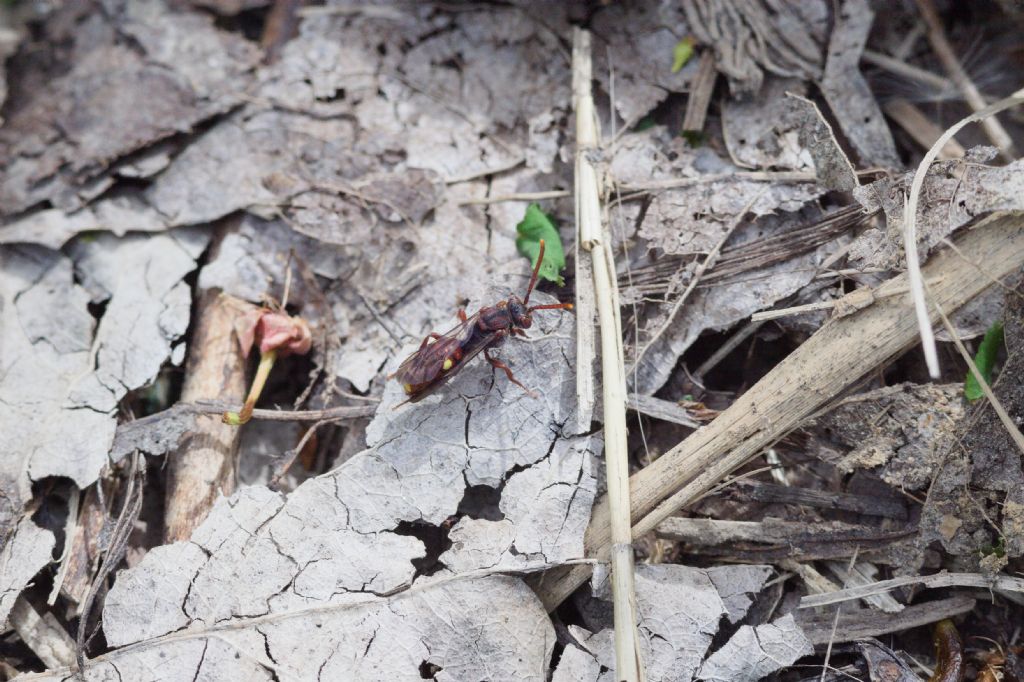 Apidae:  Nomada sp.